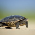 Do VPNs slow down internet speed?